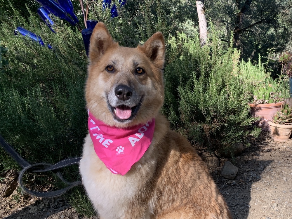 Ellie, an adoptable German Shepherd Dog in Shingle Springs, CA, 95682 | Photo Image 4