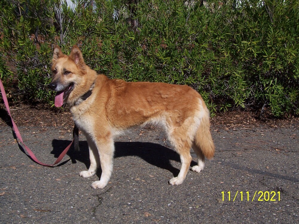 Ellie, an adoptable German Shepherd Dog, Eskimo Dog in Shingle Springs, CA, 95682 | Photo Image 5