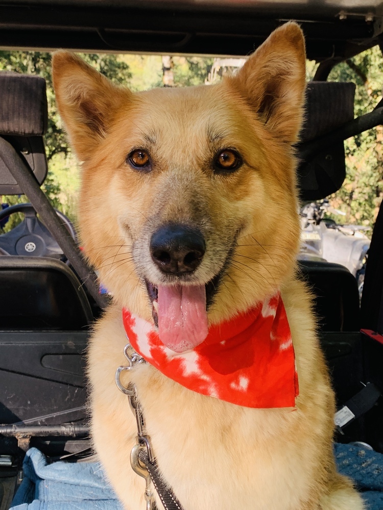 Ellie, an adoptable German Shepherd Dog in Shingle Springs, CA, 95682 | Photo Image 6