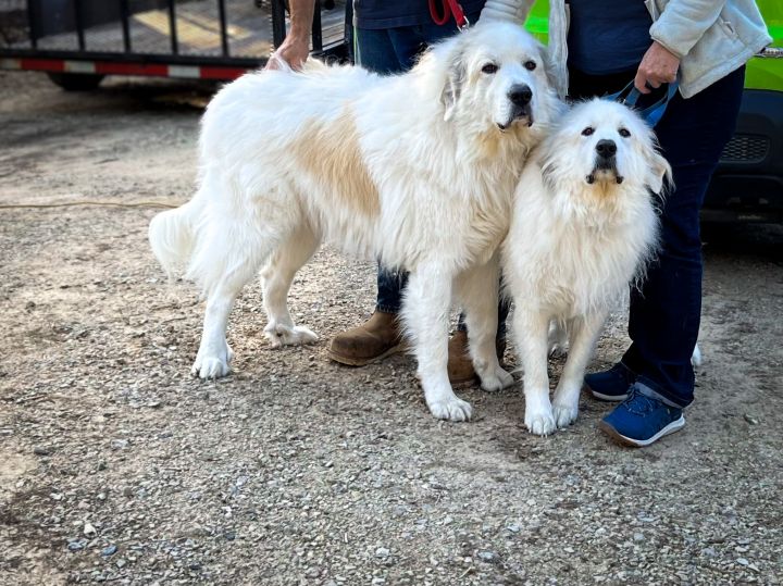 Thunder(Male) Storm(Female), an adoptable Great Pyrenees in Neshkoro, WI_image-1