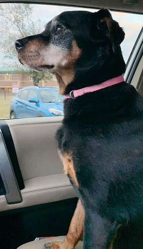 Pixie, an adoptable Rottweiler Mix in Oklahoma City, OK_image-4