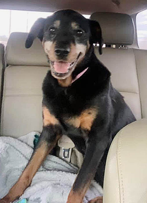 Pixie, an adoptable Rottweiler Mix in Oklahoma City, OK_image-5