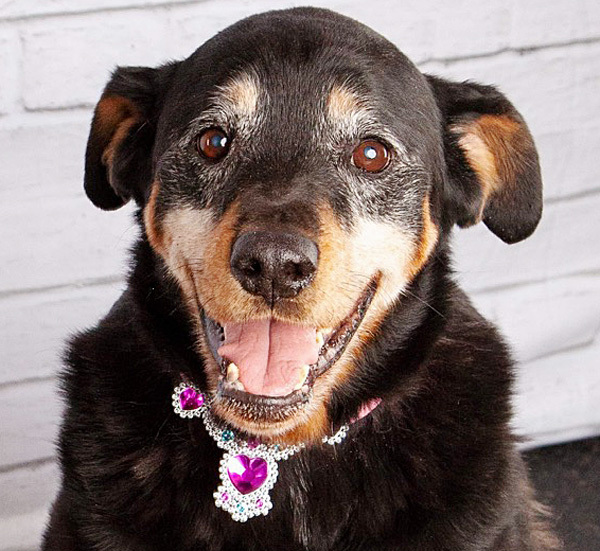 Pixie, an adoptable Rottweiler Mix in Oklahoma City, OK_image-1