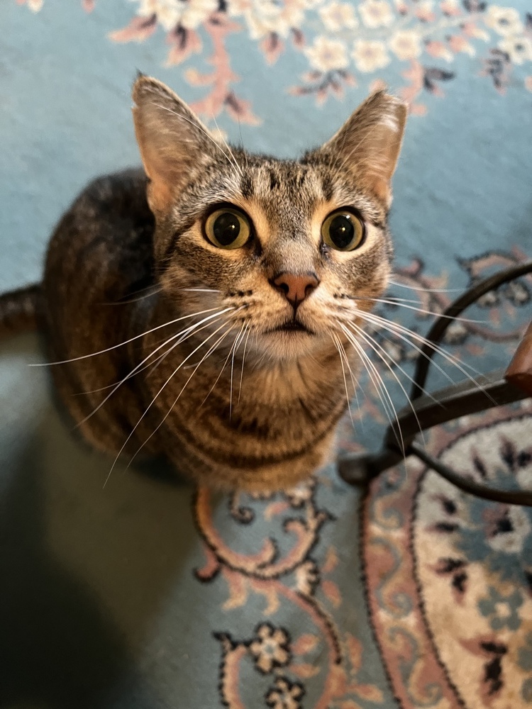 SAMANTHA-born 2019, an adoptable Domestic Short Hair in Burlington, NC, 27215 | Photo Image 2