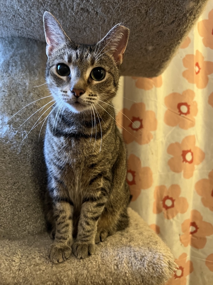 SAMANTHA-born 2019, an adoptable Domestic Short Hair in Burlington, NC, 27215 | Photo Image 4