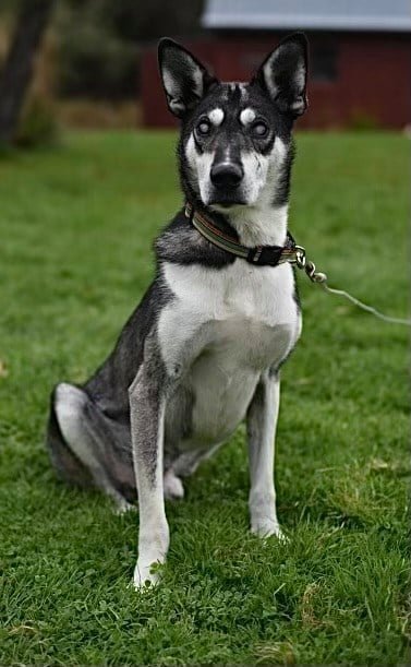 Abe, an adoptable Husky Mix in Park Falls, WI_image-1