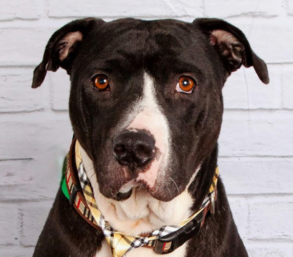 Riley, an adoptable Pit Bull Terrier Mix in Oklahoma City, OK_image-1