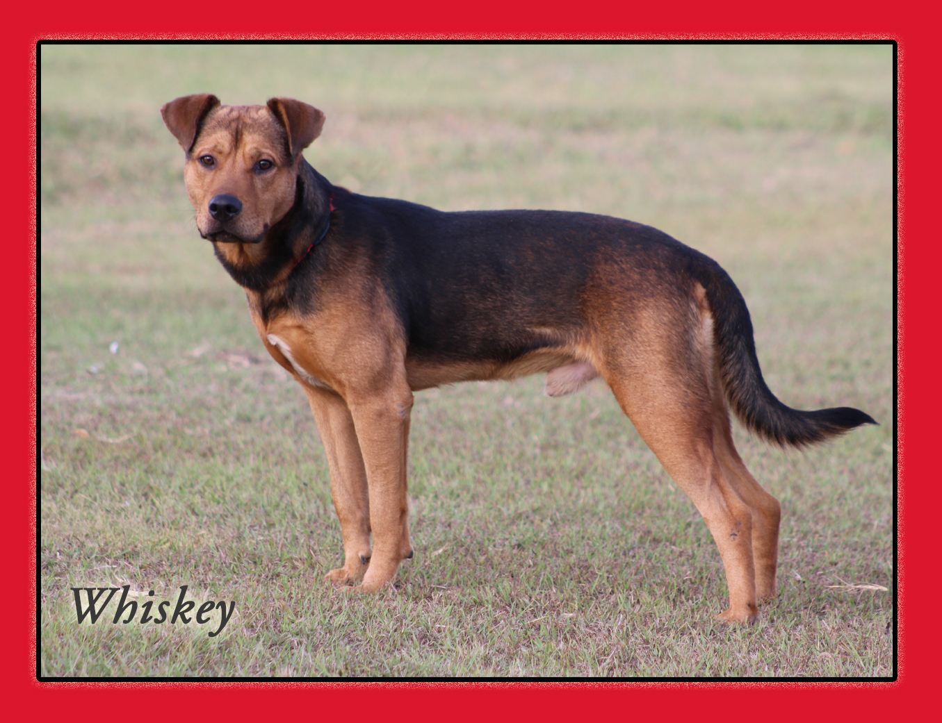 Whiskey, an adoptable German Shepherd Dog, Labrador Retriever in Hillsboro, TX, 76645 | Photo Image 2