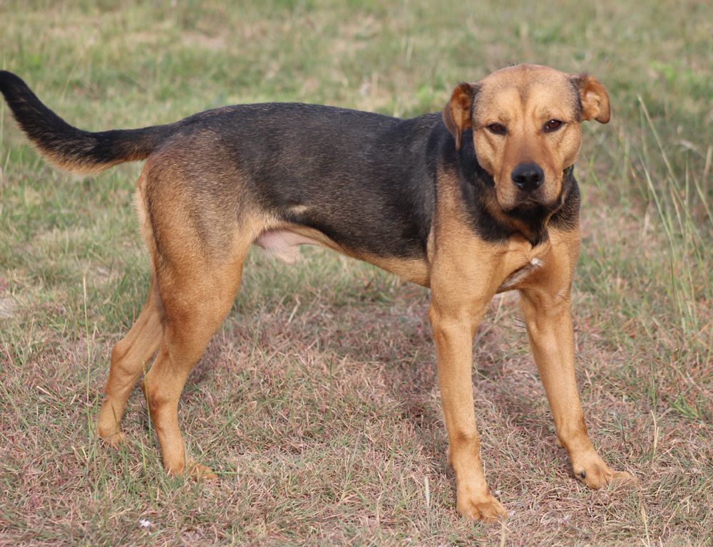 Whiskey, an adoptable German Shepherd Dog, Labrador Retriever in Hillsboro, TX, 76645 | Photo Image 1