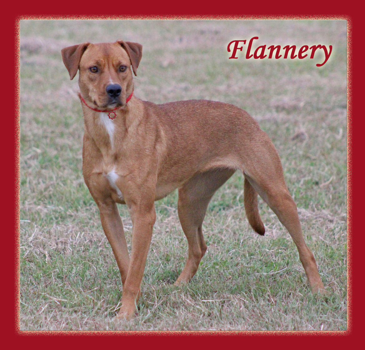 Flannery