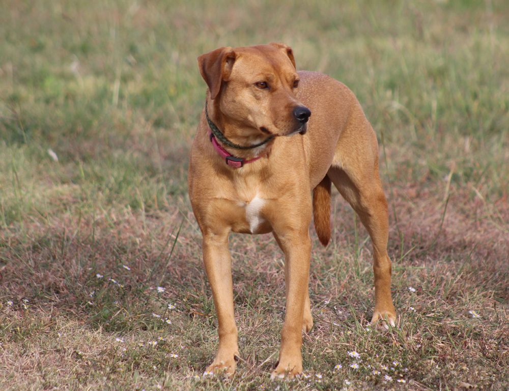 Flannery, an adoptable Labrador Retriever, Blue Lacy in Hillsboro, TX, 76645 | Photo Image 1