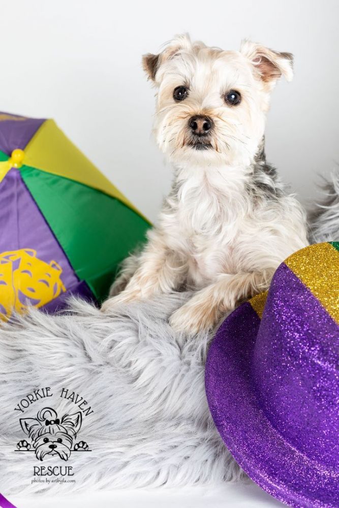 Top sales hat yorkies