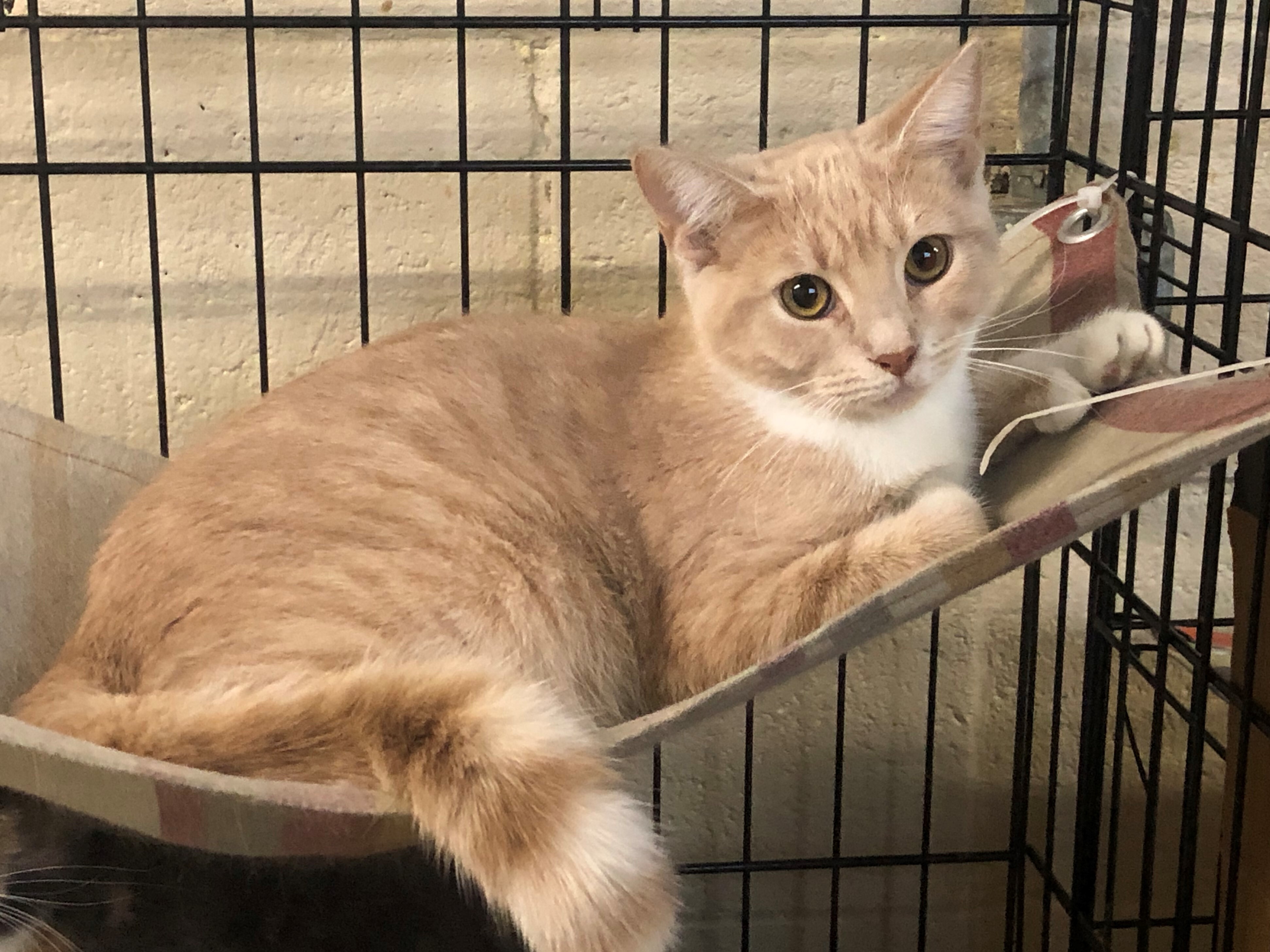 Mittens, an adoptable Extra-Toes Cat / Hemingway Polydactyl, Domestic Short Hair in Apollo, PA, 15613 | Photo Image 2