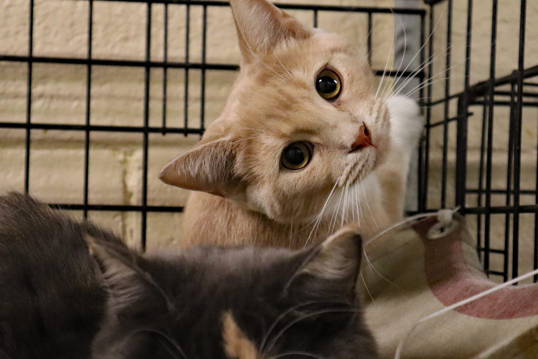 Mittens, an adoptable Extra-Toes Cat / Hemingway Polydactyl, Domestic Short Hair in Apollo, PA, 15613 | Photo Image 1