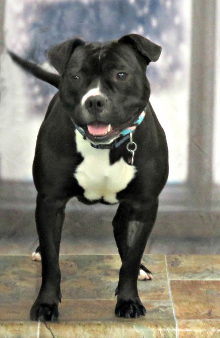 Jade, an adoptable Pit Bull Terrier Mix in Lexington, VA_image-1