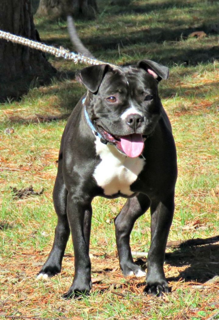 Jade, an adoptable Pit Bull Terrier Mix in Lexington, VA_image-3