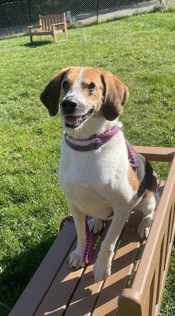 Duke, an adoptable Treeing Walker Coonhound in Chester, NJ, 07930 | Photo Image 1