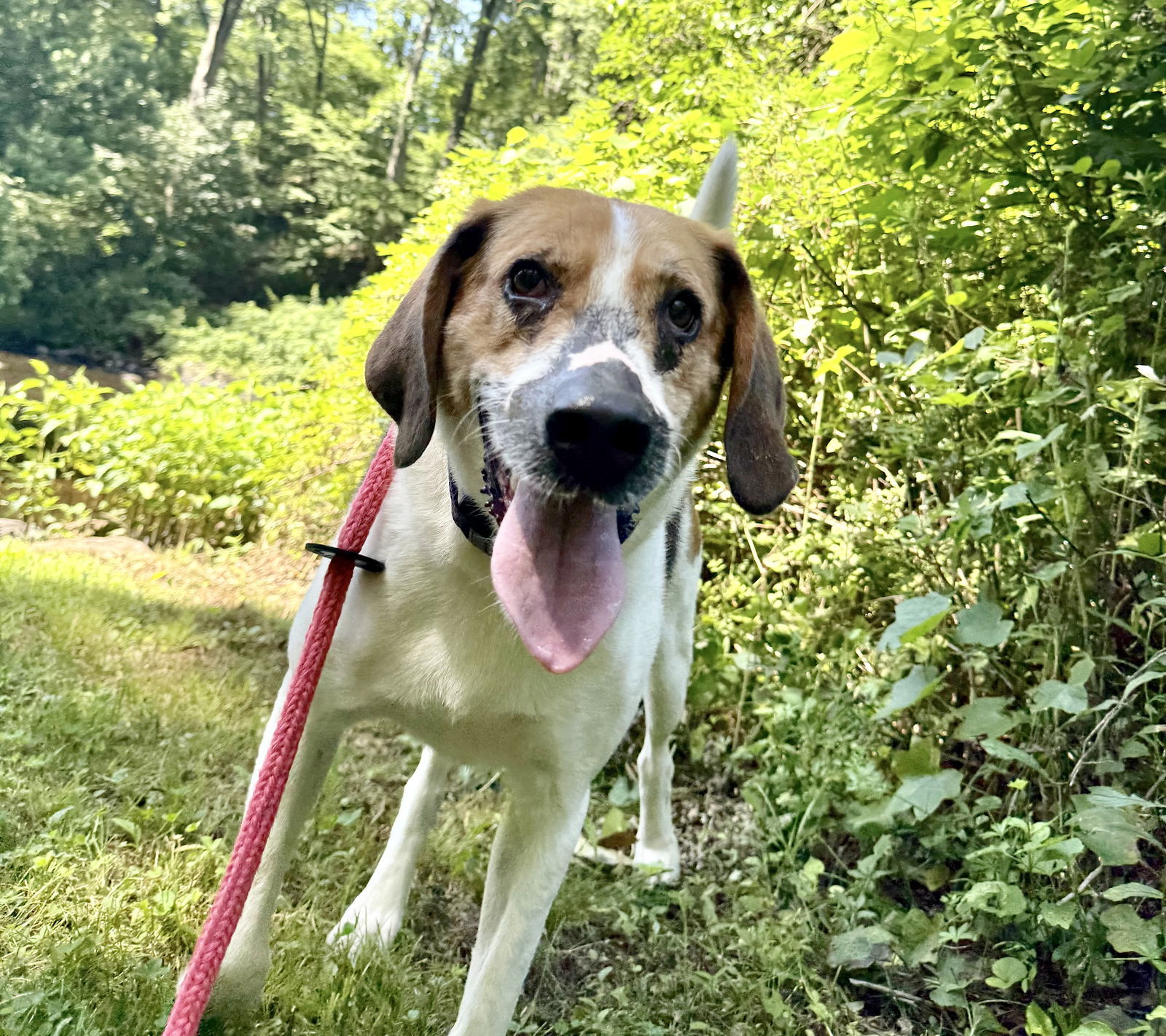 Duke, an adoptable Treeing Walker Coonhound in Chester, NJ, 07930 | Photo Image 2
