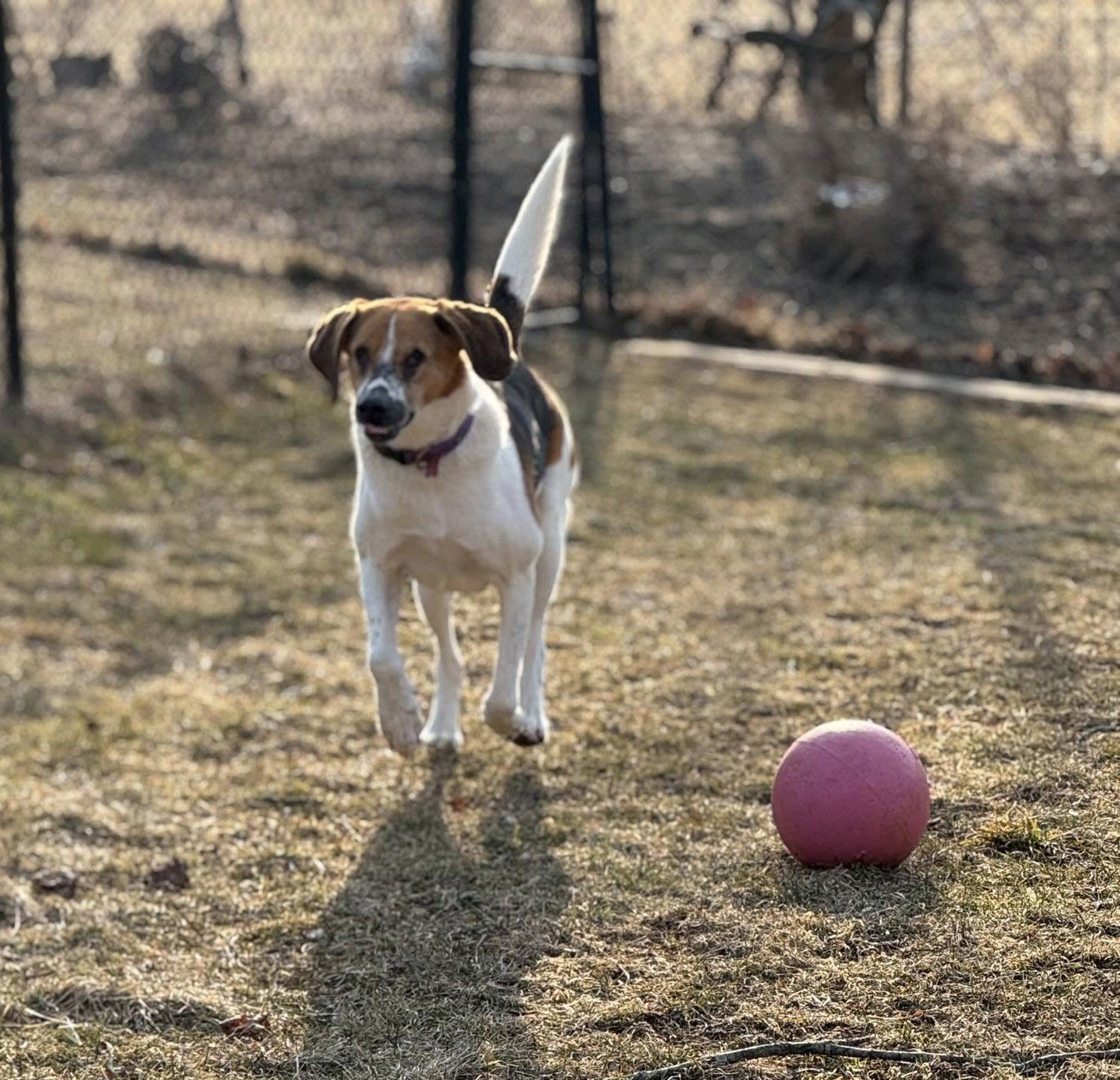 Duke, an adoptable Treeing Walker Coonhound in Chester, NJ, 07930 | Photo Image 3