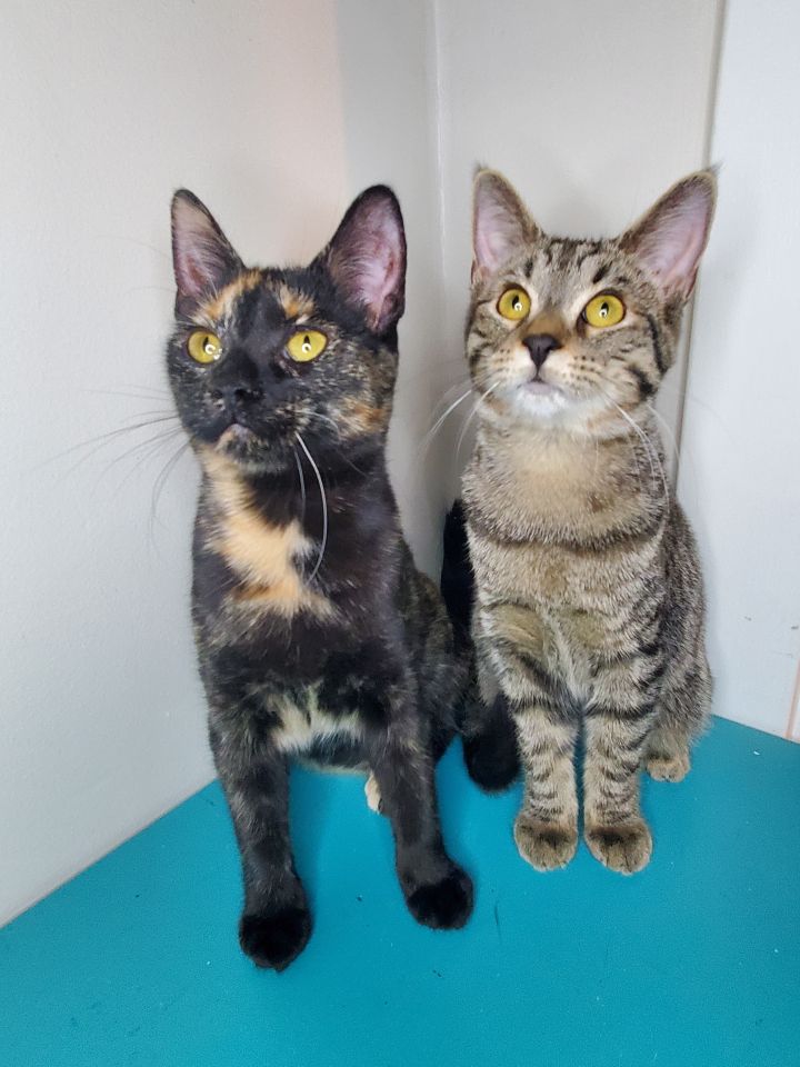 Genevieve A-4099 & Bella A-4081, an adopted Tortoiseshell in Lansing, MI_image-1
