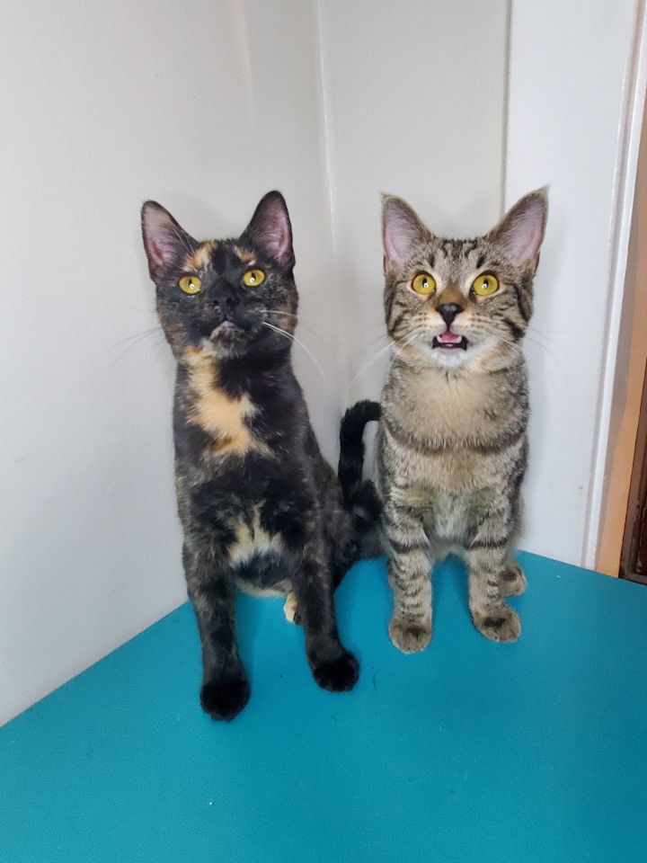 Genevieve A-4099 & Bella A-4081, an adopted Tortoiseshell in Lansing, MI_image-4