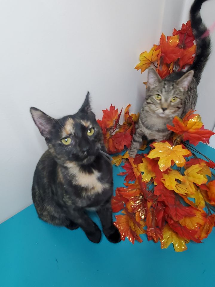 Genevieve A-4099 & Bella A-4081, an adopted Tortoiseshell in Lansing, MI_image-5