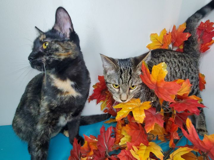 Genevieve A-4099 & Bella A-4081, an adopted Tortoiseshell in Lansing, MI_image-6