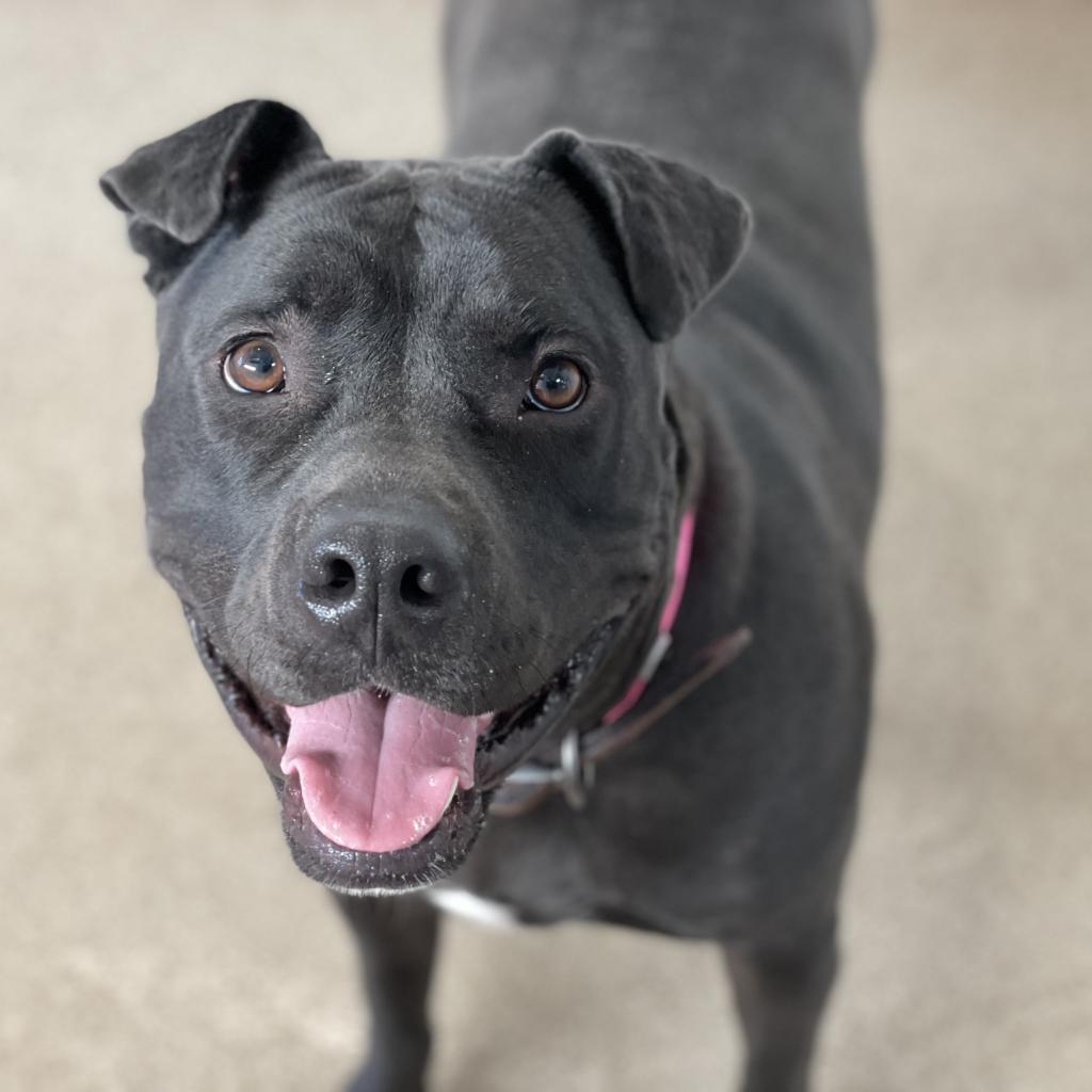 Myrtle, an adoptable Shar-Pei in Kanab, UT, 84741 | Photo Image 1
