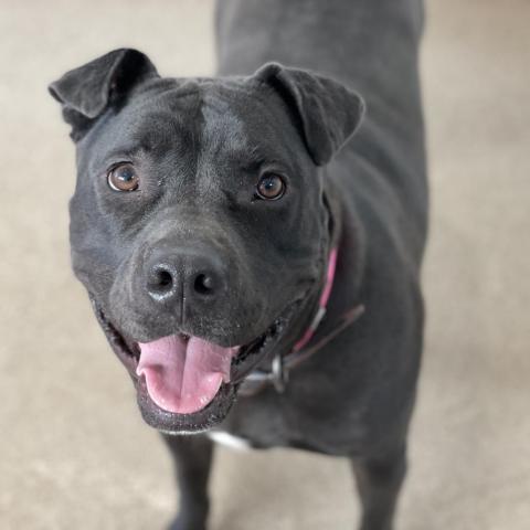 Myrtle, an adoptable Shar-Pei in Kanab, UT, 84741 | Photo Image 2