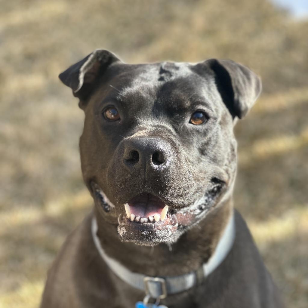 Myrtle, an adoptable Shar-Pei in Kanab, UT, 84741 | Photo Image 2
