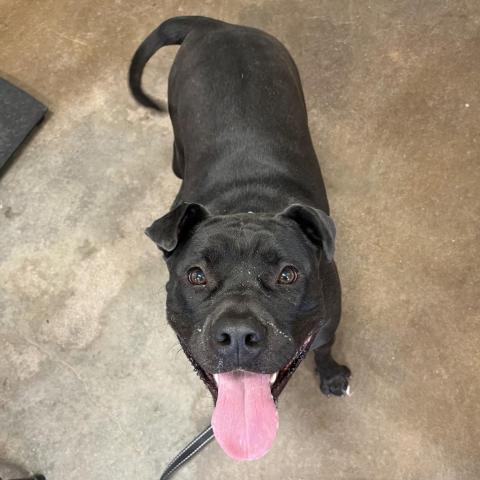 Myrtle, an adoptable Shar-Pei in Kanab, UT, 84741 | Photo Image 3