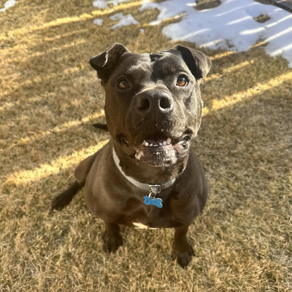 Myrtle, an adoptable Shar-Pei in Kanab, UT, 84741 | Photo Image 3