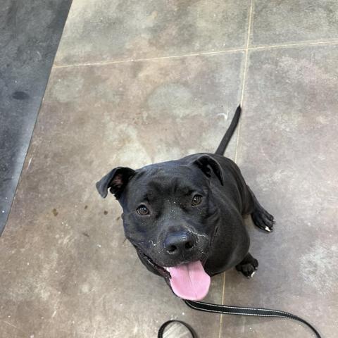 Myrtle, an adoptable Shar-Pei in Kanab, UT, 84741 | Photo Image 4