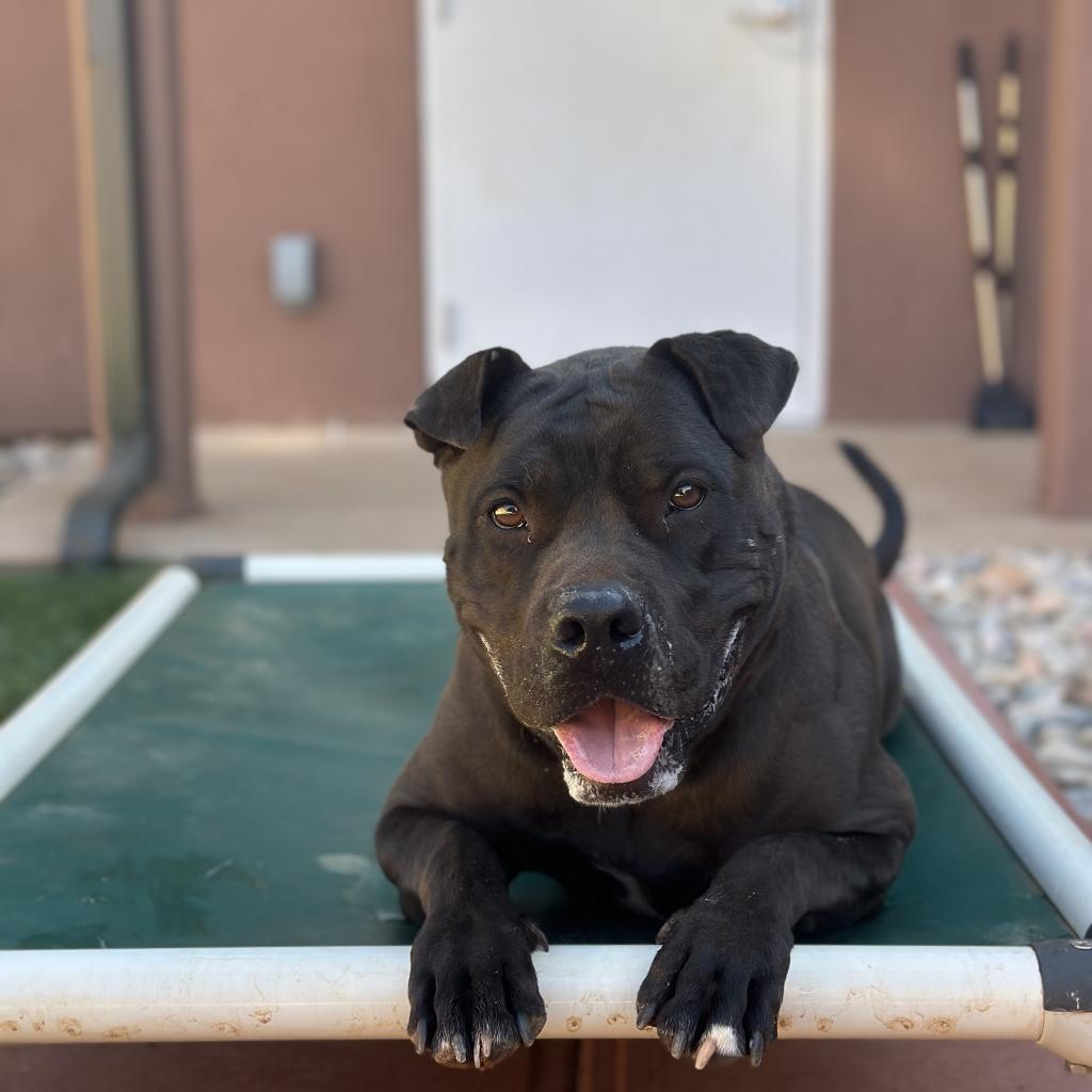 Myrtle, an adoptable Shar-Pei in Kanab, UT, 84741 | Photo Image 4