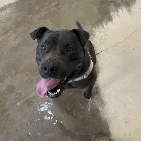 Myrtle, an adoptable Shar-Pei in Kanab, UT, 84741 | Photo Image 5