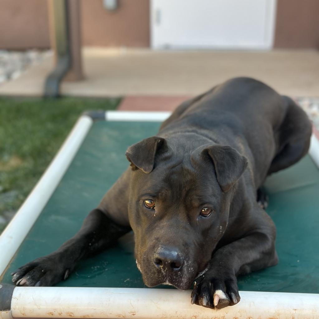 Myrtle, an adoptable Shar-Pei in Kanab, UT, 84741 | Photo Image 5