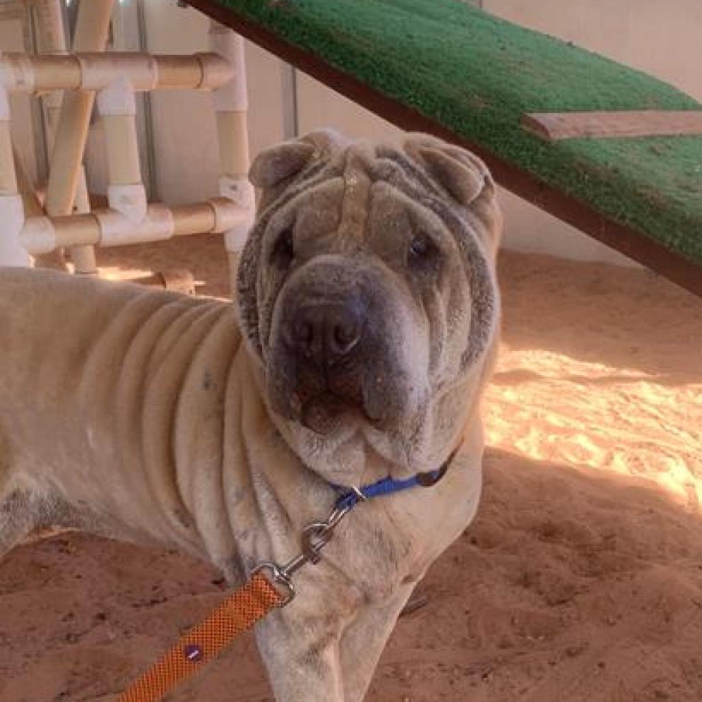 Fawkes, an adoptable Shar-Pei in Kanab, UT, 84741 | Photo Image 1