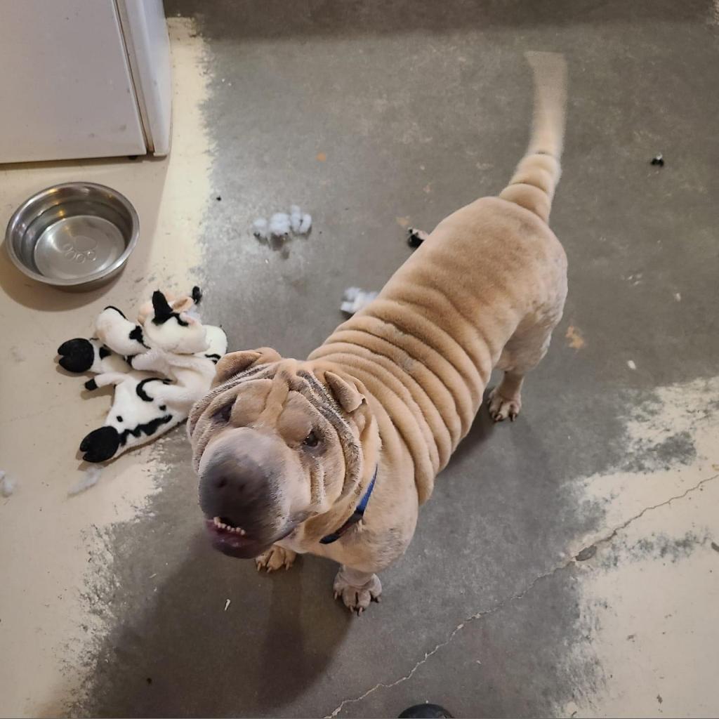 Fawkes, an adoptable Shar-Pei in Kanab, UT, 84741 | Photo Image 3