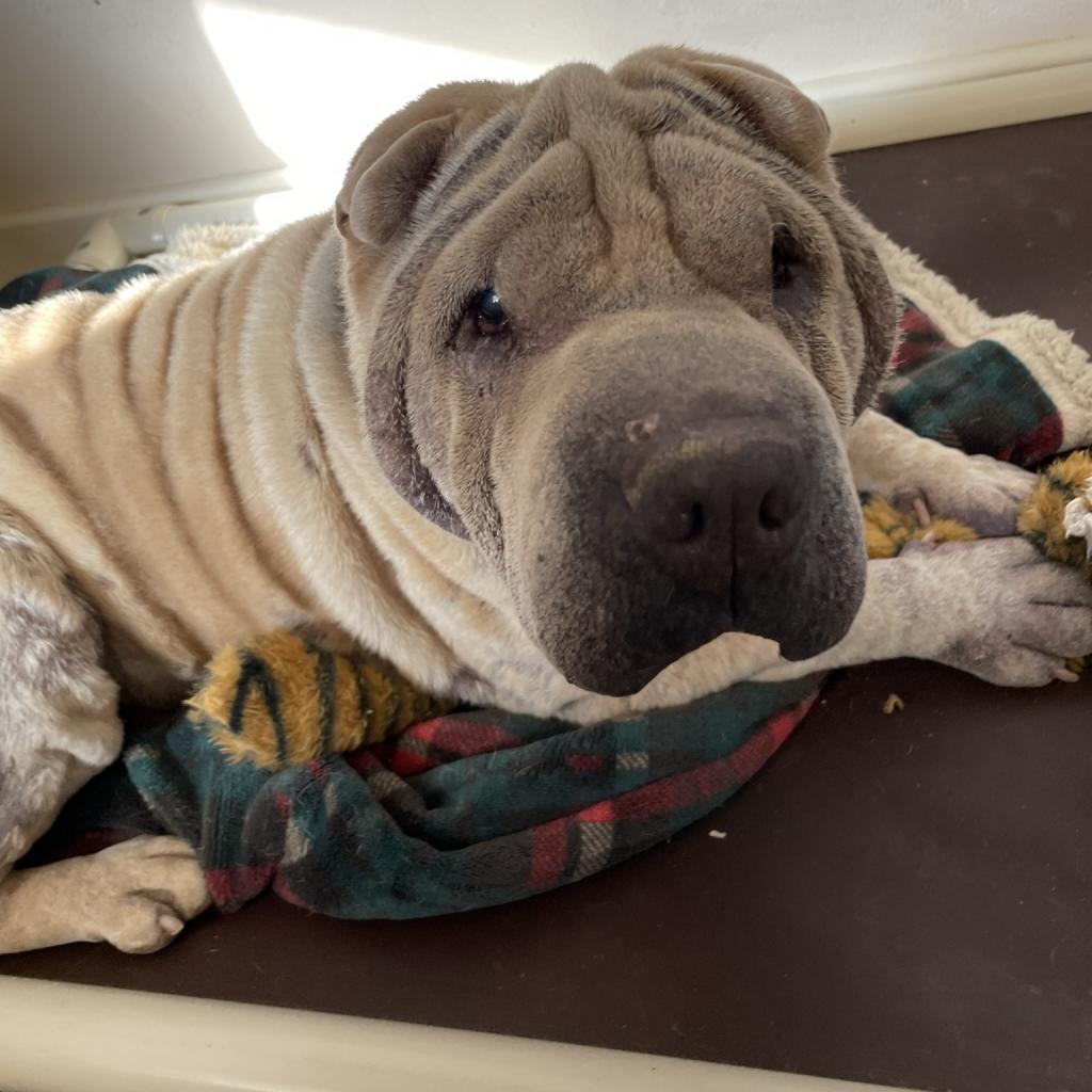 Fawkes, an adoptable Shar-Pei in Kanab, UT, 84741 | Photo Image 3