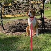 Sophie, an adopted Hound Mix in Naperville, IL_image-2
