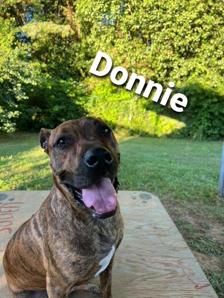 Donnie, an adoptable Mixed Breed, Terrier in Centerville, GA, 31028 | Photo Image 3