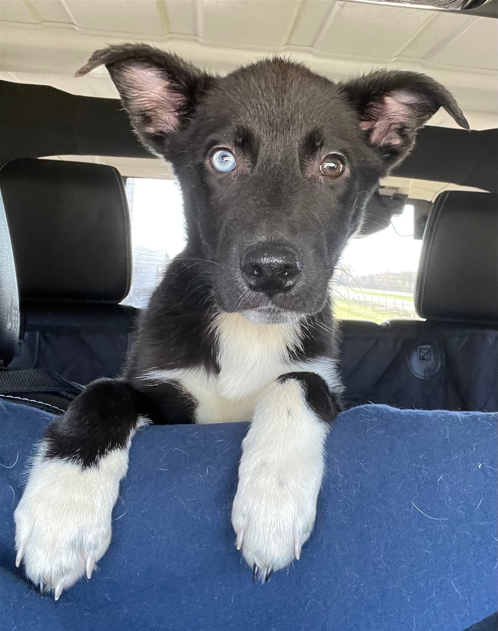 Dog For Adoption Vex A Husky Mix In Mechanicsburg Pa Petfinder