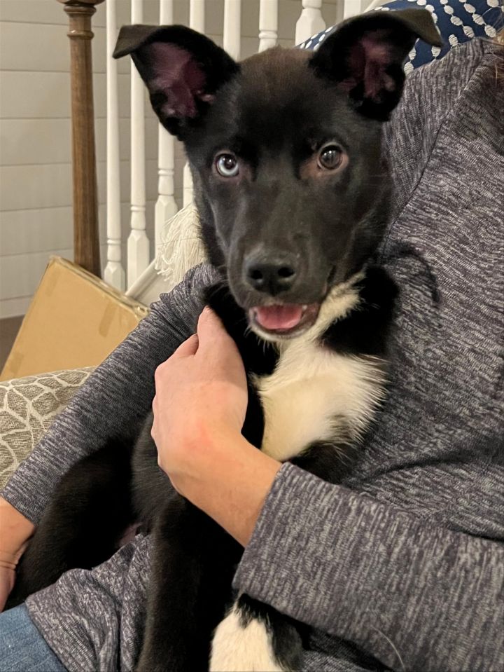 Dog For Adoption Vex A Husky Mix In Mechanicsburg Pa Petfinder