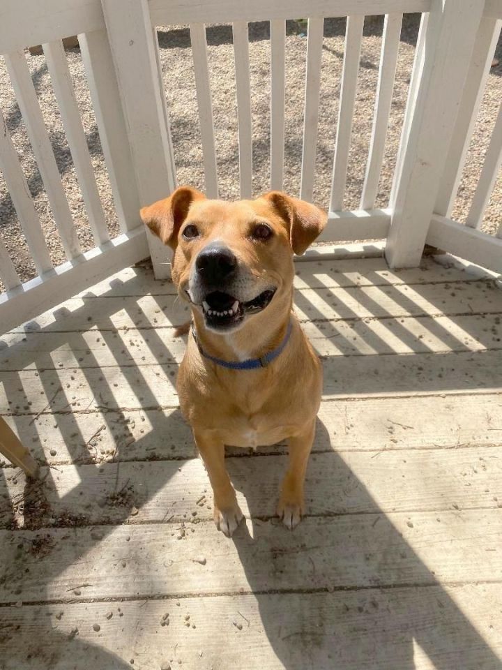Keeley, an adoptable Labrador Retriever & Pit Bull Terrier Mix in Kansas City, MO_image-3