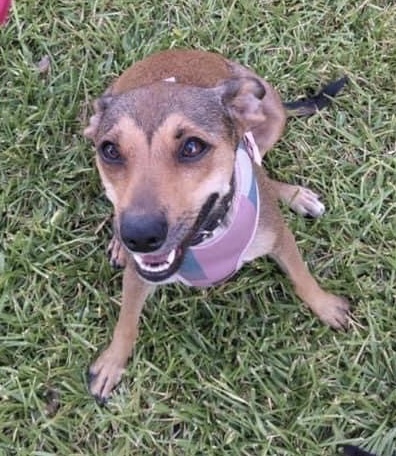 Coco, an adoptable Manchester Terrier, Rat Terrier in Temple, TX, 76504 | Photo Image 1