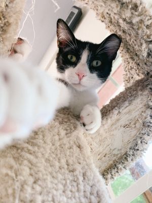 Cats For Adoption Near Norwich Ct Petfinder