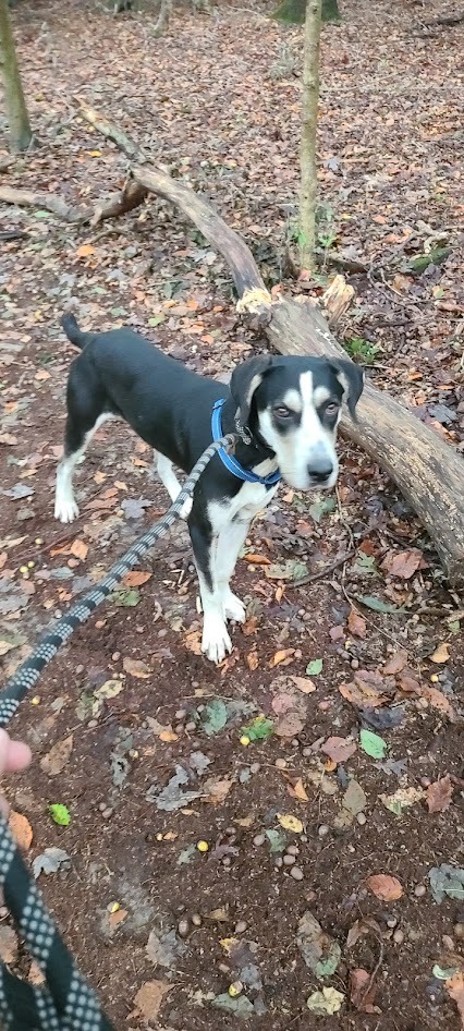 Asher, an adoptable Hound Mix in La Plata, MD_image-3