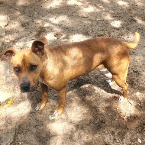 Ariel, an adoptable Mixed Breed in Hopkins, SC, 29061 | Photo Image 2