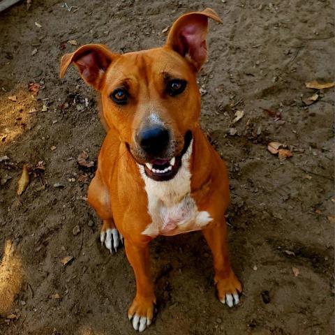 Ariel, an adoptable Mixed Breed in Hopkins, SC, 29061 | Photo Image 4