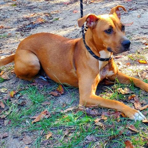 Ariel, an adoptable Mixed Breed in Hopkins, SC, 29061 | Photo Image 5